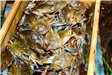 Palatka_05272023_bluecrab-17