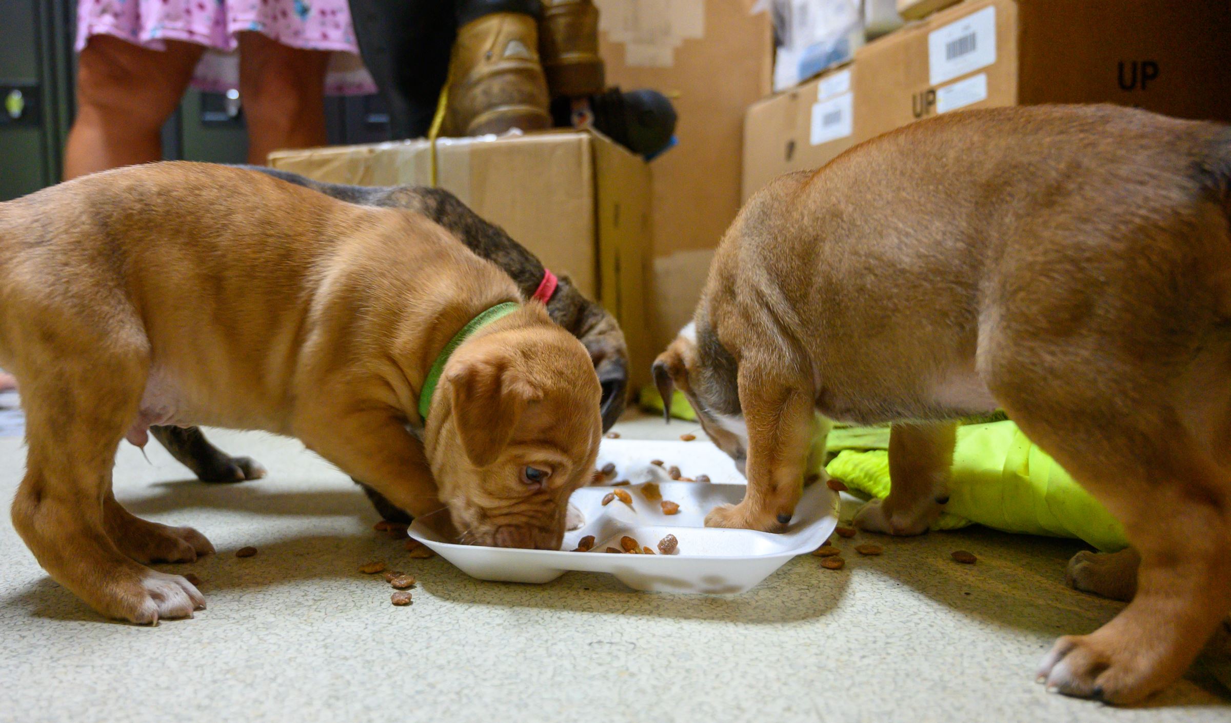 Pal_06282023_shadow-4